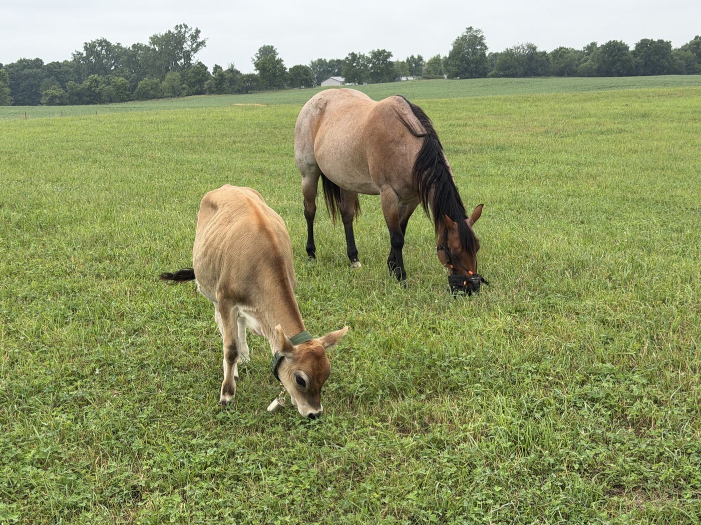 A young Jersey cow and a horse grazing in the pasture