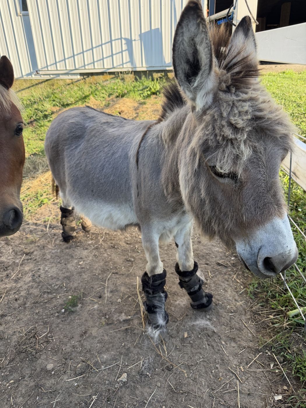 A gray donkey with leg wraps standing by the barn