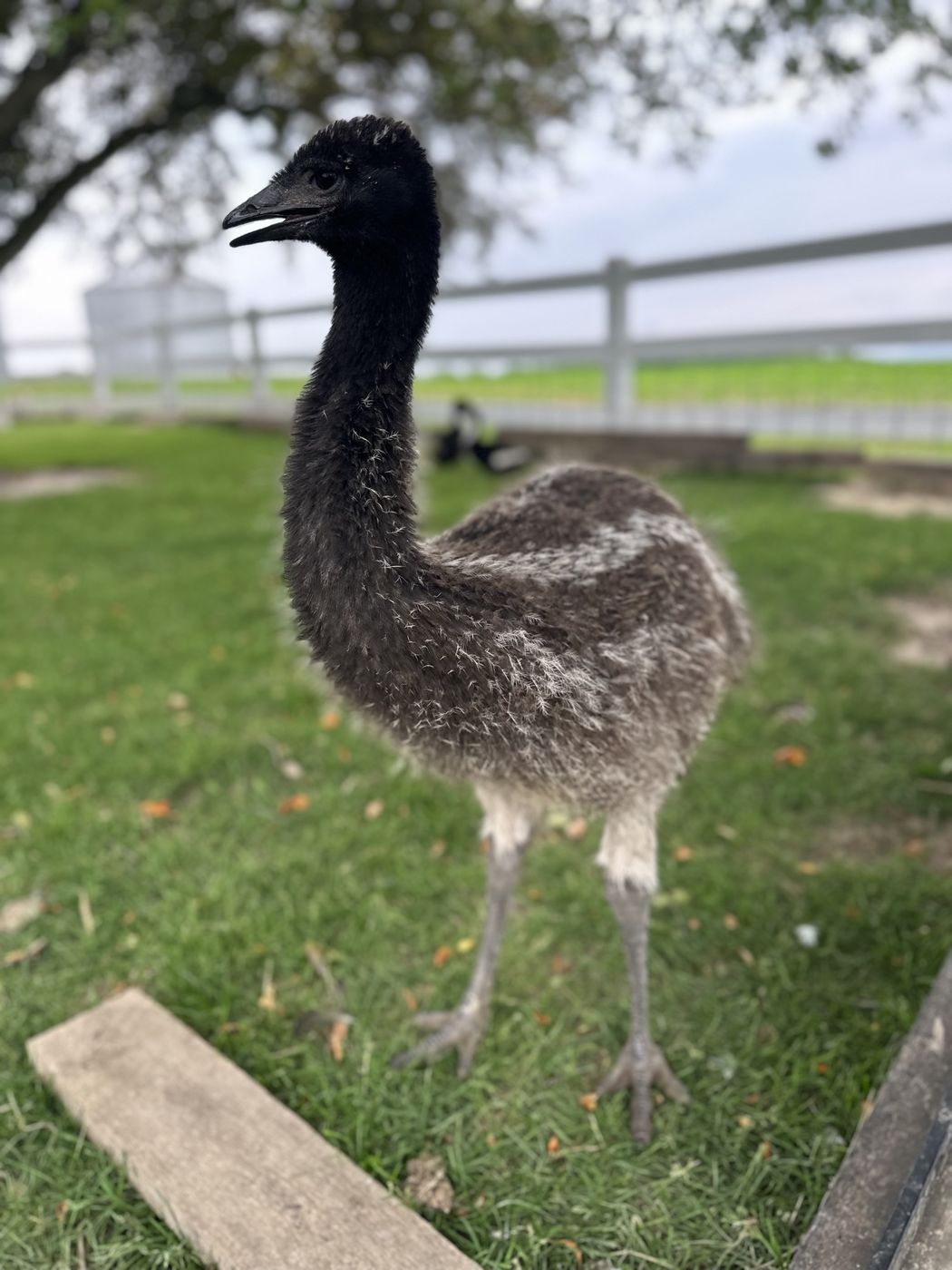 An emu standing in the grass by the white fence