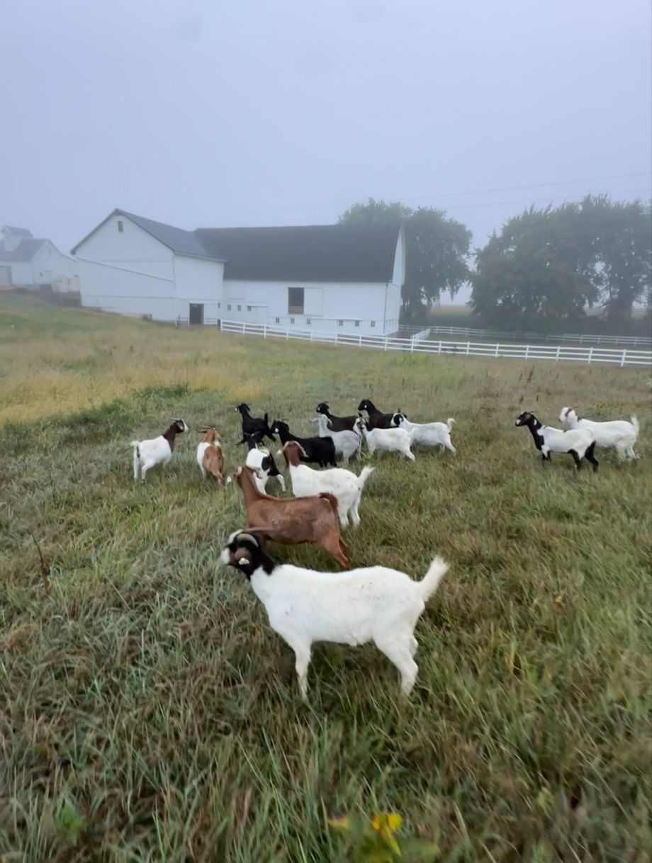 Goats grazing on pasture in front of the white barn on a misty morning