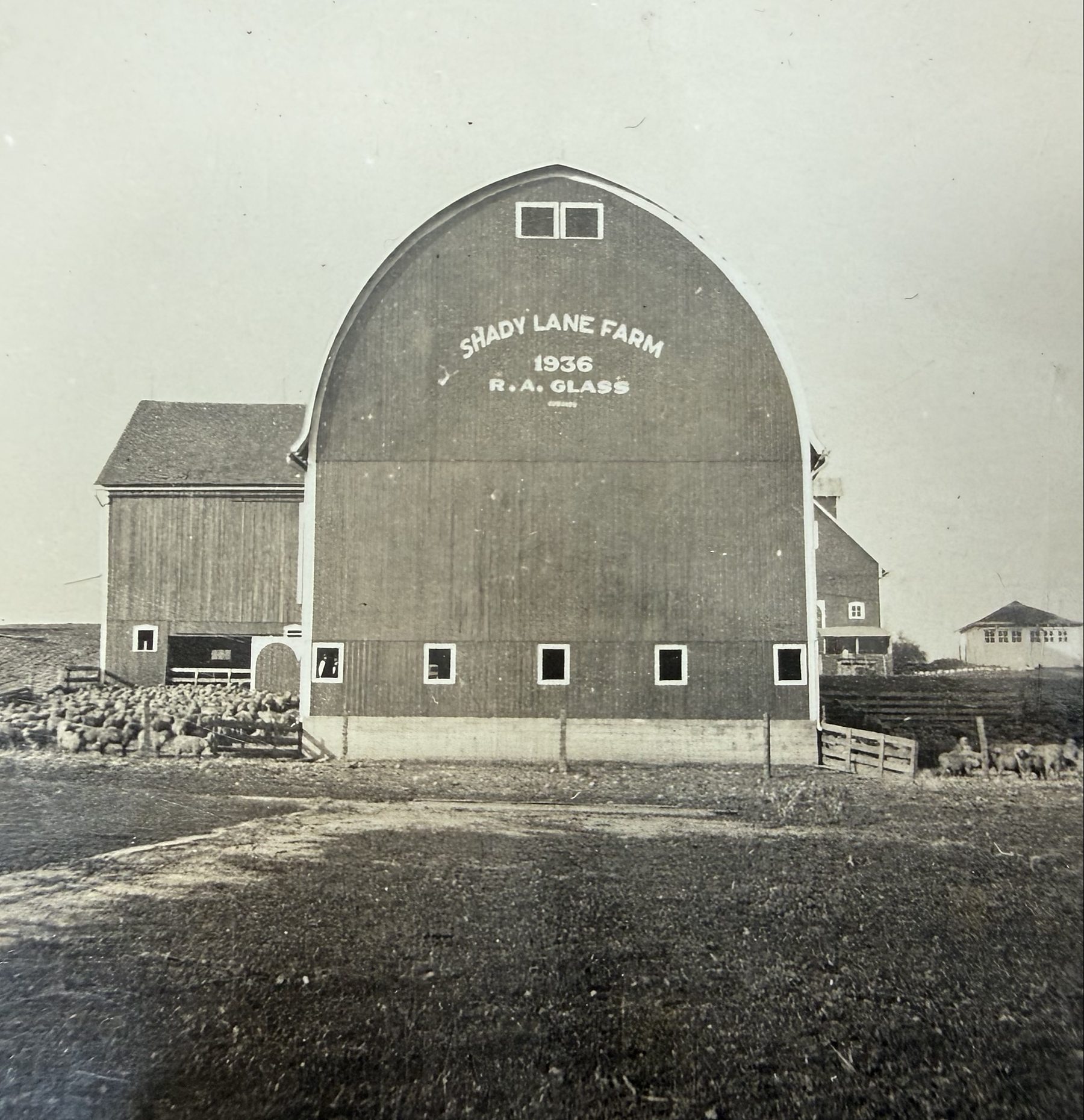 Historic photo of the Shady Lane Farm barn, painted with Shady Lane Farm 1936 R.A. Glass, with sheep in the barnyard