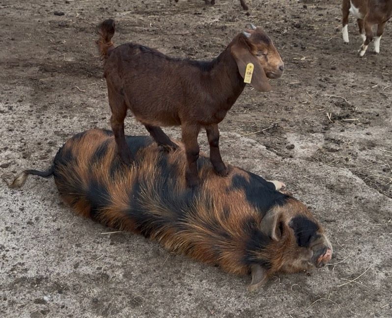 A young goat standing on the back of a kunekune pig