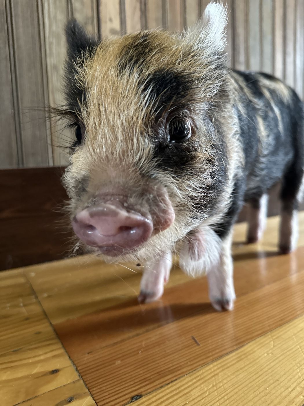 A black and ginger kunekune piglet