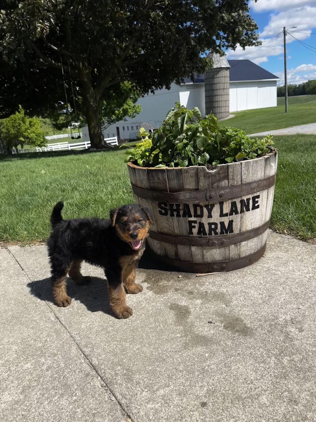 A terrier puppy on the farm